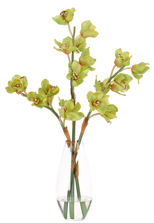 Orchid Cymbidium - Green